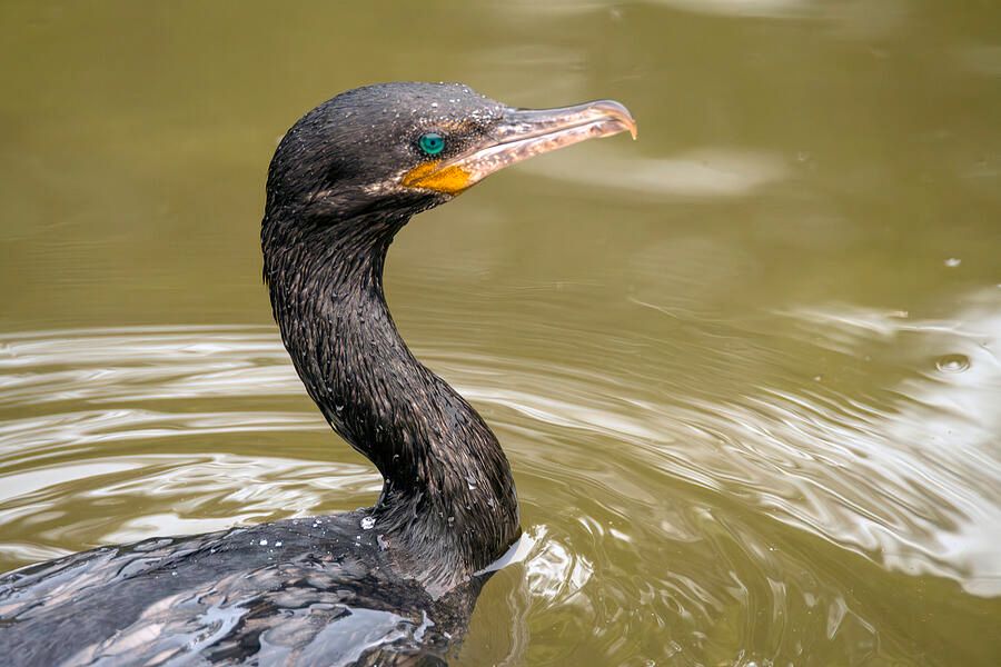 DebraMartz's tweet photo. This Neotropic Cormorant resurfaced without catching its prey. But how about that eye! Isn’t it beautiful?!
https://t.co/f28QdbV1Pu
#Neotropic #Cormorant #bird #water #beautifulEye #birds #aves #giftideas @debramartz #BirdLovers #featheredFriends #ornithology #BuyIntoArt https://t.co/DZVJbZpF1C