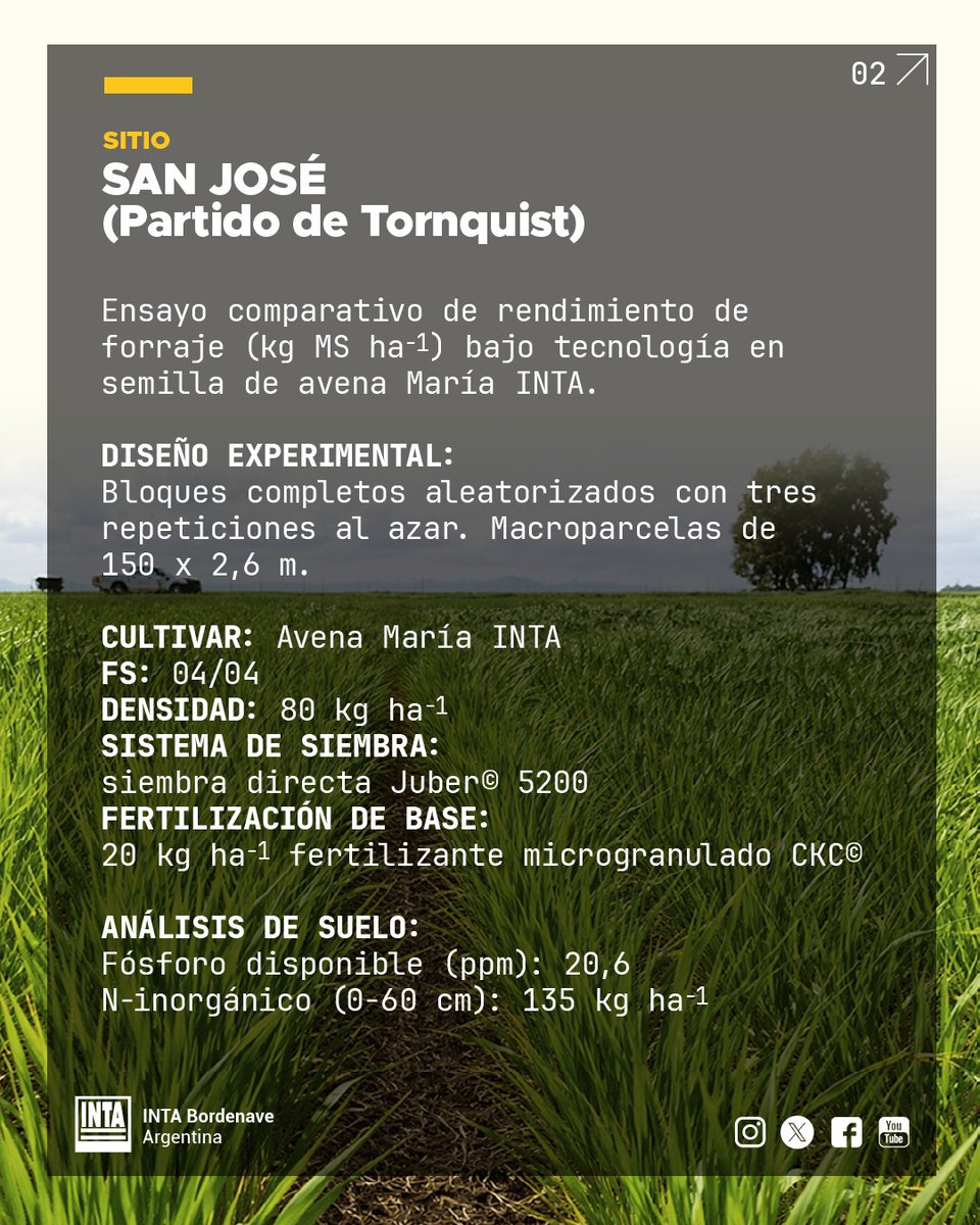 INTABordenave's tweet photo. 1/2 📗 🌿 Tecnología en semilla de #avena para la producción de #forraje /  Resultados Campaña 2025  #Informe 🌿📲 Más info: cerda.corina@inta.gob.ar https://t.co/sdXPeaATuD