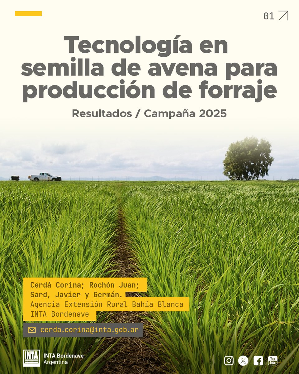 INTABordenave's tweet photo. 1/2 📗 🌿 Tecnología en semilla de #avena para la producción de #forraje /  Resultados Campaña 2025  #Informe 🌿📲 Más info: cerda.corina@inta.gob.ar https://t.co/sdXPeaATuD