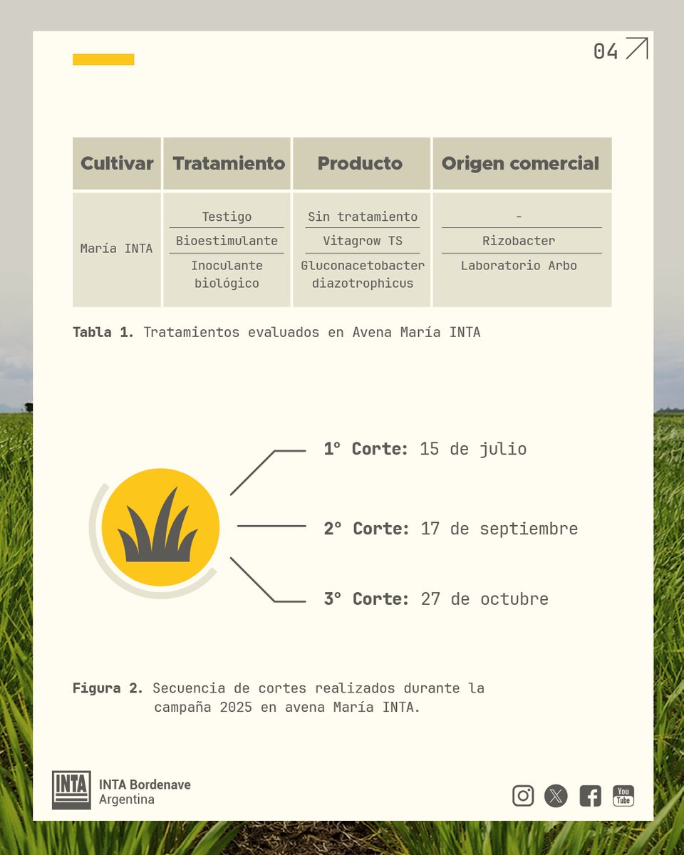 INTABordenave's tweet photo. 1/2 📗 🌿 Tecnología en semilla de #avena para la producción de #forraje /  Resultados Campaña 2025  #Informe 🌿📲 Más info: cerda.corina@inta.gob.ar https://t.co/sdXPeaATuD