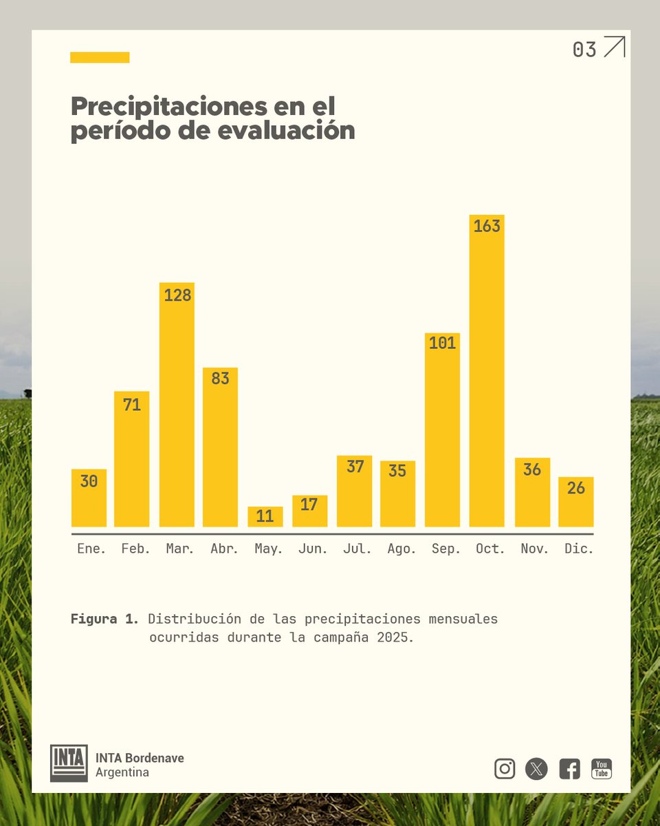INTABordenave's tweet photo. 1/2 📗 🌿 Tecnología en semilla de #avena para la producción de #forraje /  Resultados Campaña 2025  #Informe 🌿📲 Más info: cerda.corina@inta.gob.ar https://t.co/sdXPeaATuD