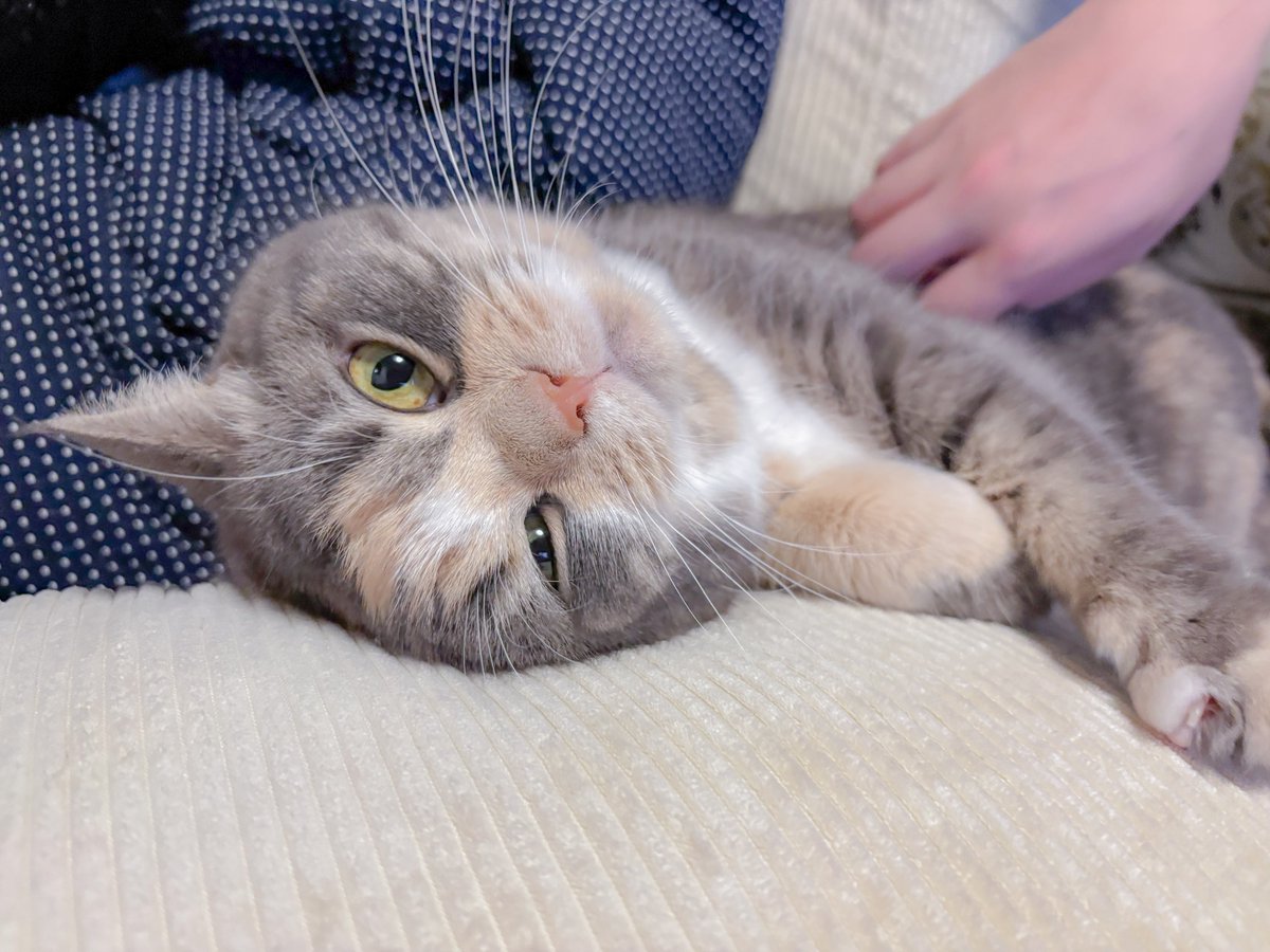 cat_fuko's tweet photo. ヨシヨシされてご満悦猫ちゃん☺️ https://t.co/NrXRpcpmfL