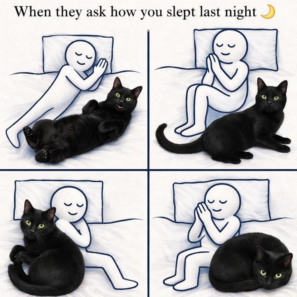 We don't deserve cats 😺 tweet media