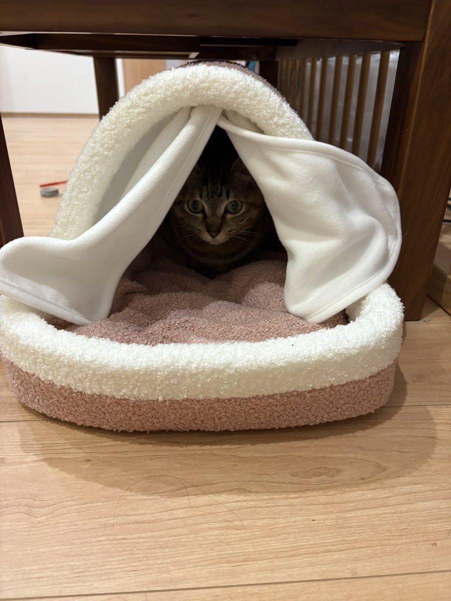 YouMeCat's tweet photo. 富山行って琵琶湖見た、遅れたけど猫の日のプレゼント🎁喜んでくれてそう https://t.co/Zj81pdawra