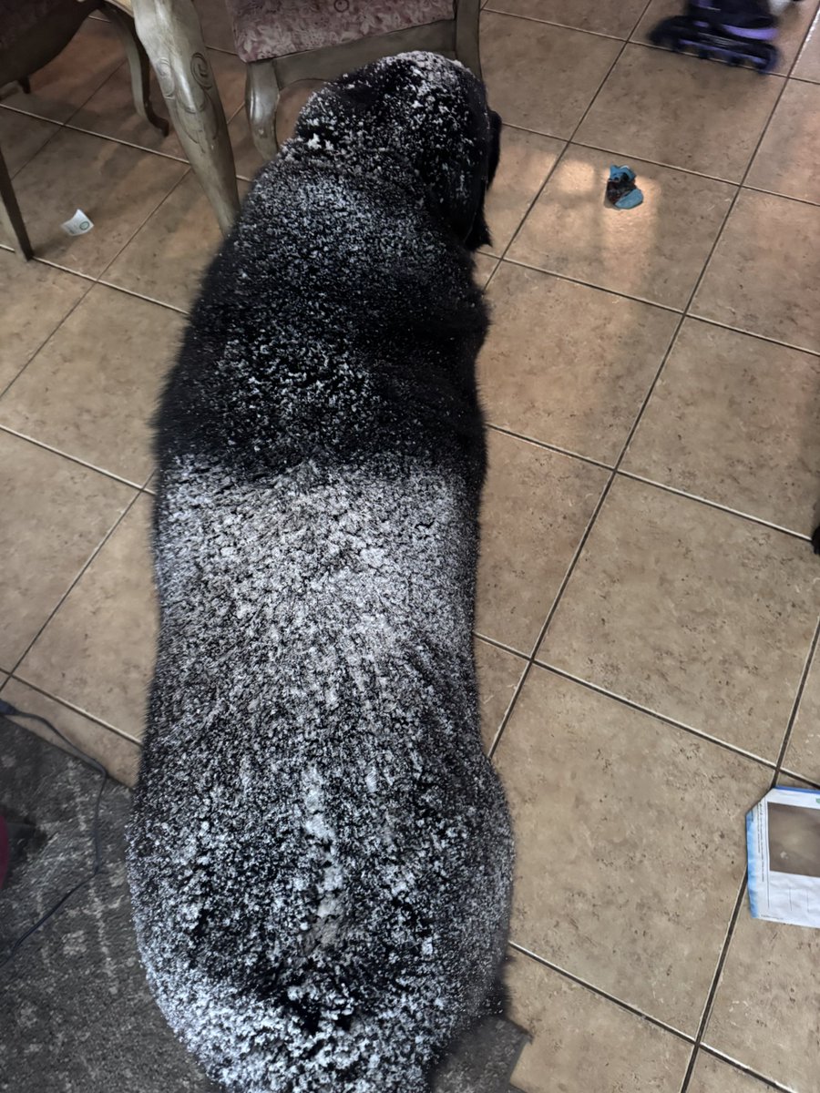 bee_in_the_NE's tweet photo. Jameson is having the time of his life. ❄️ #newfoundland #newf https://t.co/qOGDo1MsF1