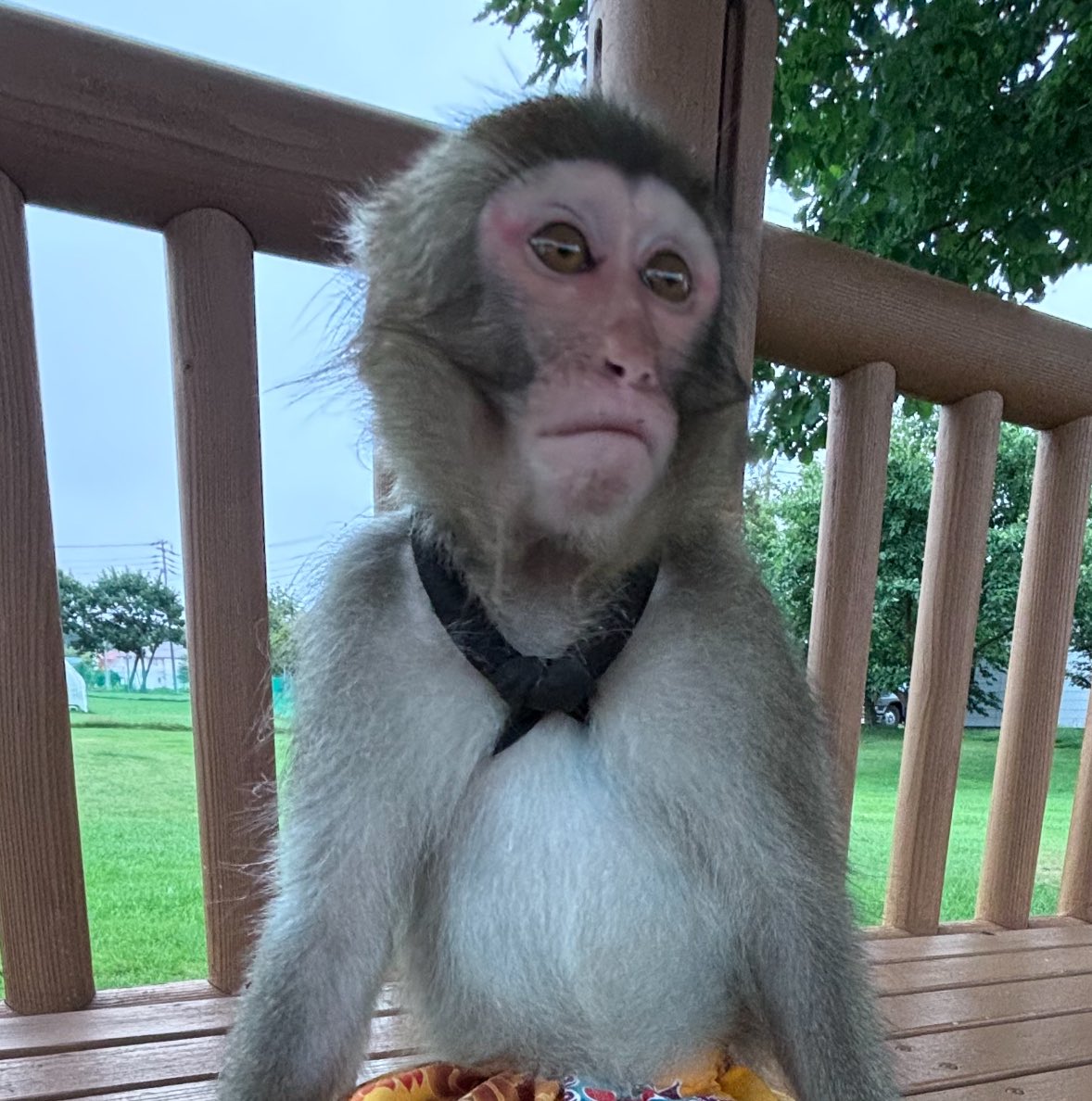2歳の夏のGenくん宇宙人すぎる👽🤣 #猿まわし #ニホンザル #monkey #猿