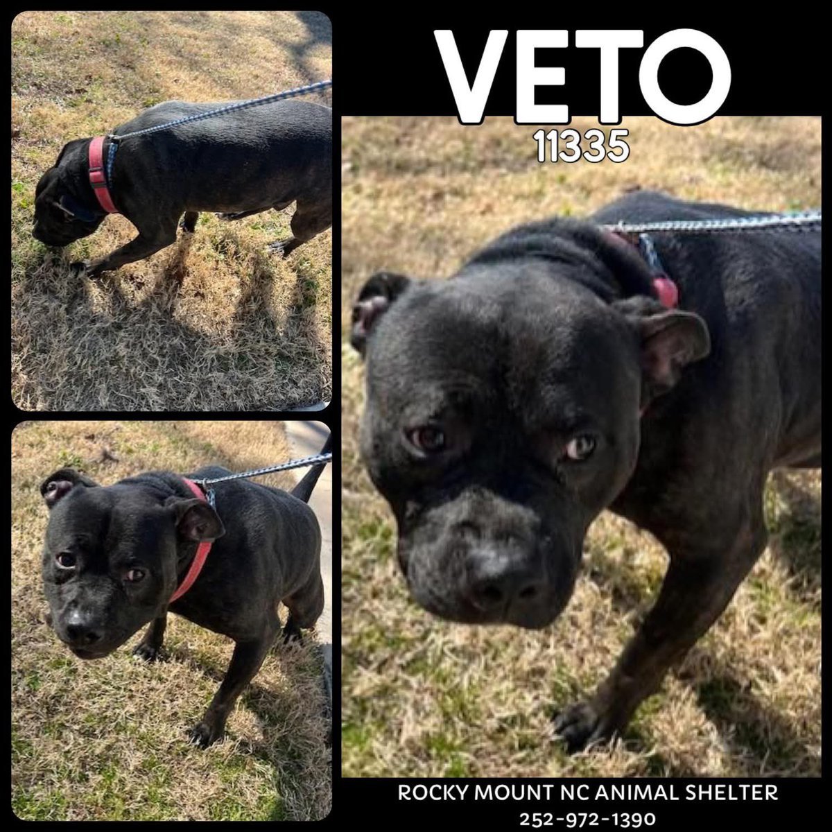 Dubs4Mutts's tweet image. 😔 Poor 🐕‍🦺 Veto 💔 Please share
Rocky Mount, North Carolina #k9hour #rehomehour #blackdogs petfinder.com/dog/veto-11335…