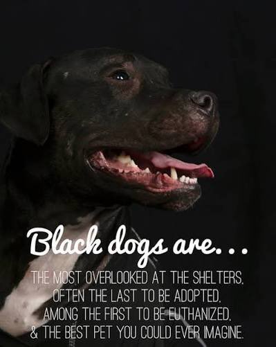 Dubs4Mutts's tweet image. 😔 Poor 🐕‍🦺 Veto 💔 Please share
Rocky Mount, North Carolina #k9hour #rehomehour #blackdogs petfinder.com/dog/veto-11335…