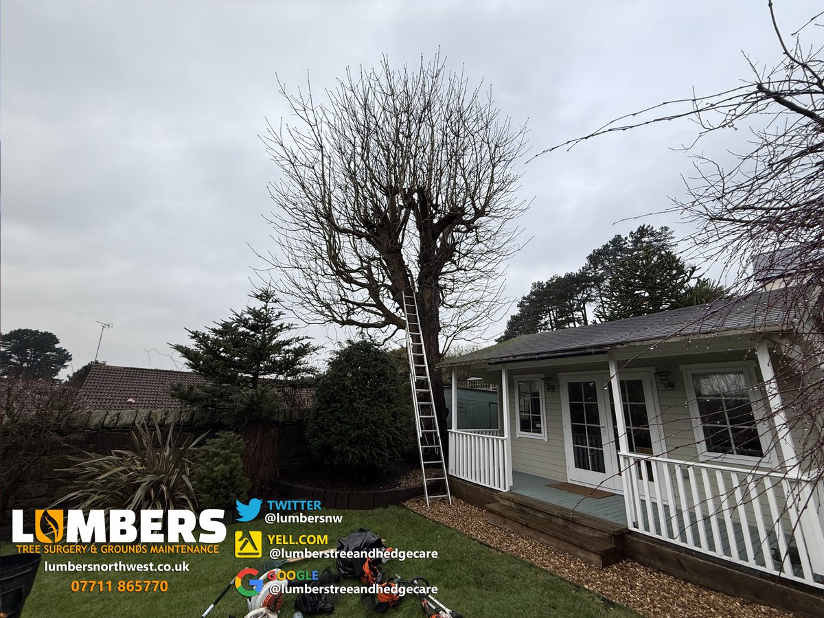 LumbersNW's tweet photo. 🌳Re-pollard carried out in #Heswall, Wirral 🌳

If you’re based in #Wirral, #Liverpool, #Chester or nearby and need reliable tree and hedge care, we’re just a call away 🌳

#treesurgeon #smallbusiness https://t.co/m2NBsFq7GD
