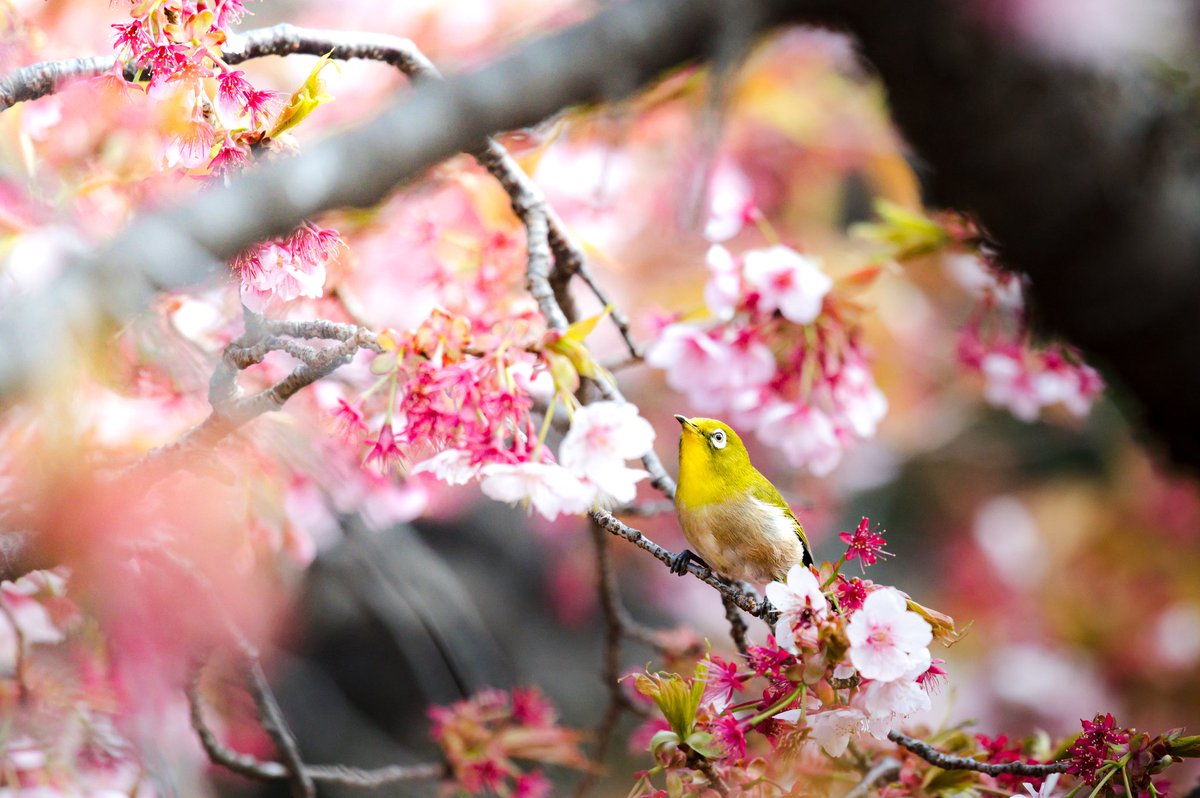 HassayPhoto2903's tweet photo. 花に溶ける、黄緑の記憶。

 #新宿御苑
#メジロ
#桜
#桜メジロ
#春写真
#春の訪れ
#花と鳥
#野鳥写真
#野鳥撮影
#日本の春
#写真好きな人と繋がりたい
#カメラ男子 https://t.co/wNh1izBAnX