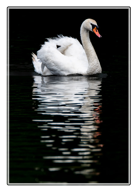 photos_dsmith's tweet image. The last image of a #swan gliding elegantly across the #water of @friendsofcwp #Chorlton #waterpark in #manchester. The #reflection shows how #graceful this #bird is. @RSPBEngland @RSPBbirders @Natures_Voice @RSPBManchester. #wildlifephotography shot using @TamronUK