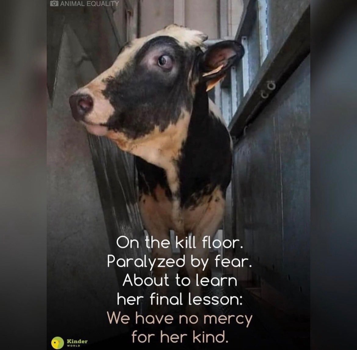 Why Aren't You Vegan? tweet media