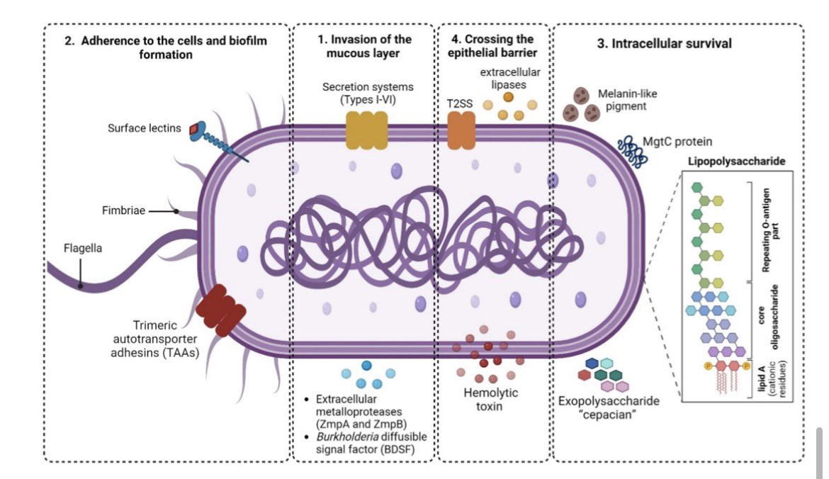 Human infections caused by pathogenic Burkholderia: current clinical challenges and future perspectives

doi.org/10.1007/s15010…