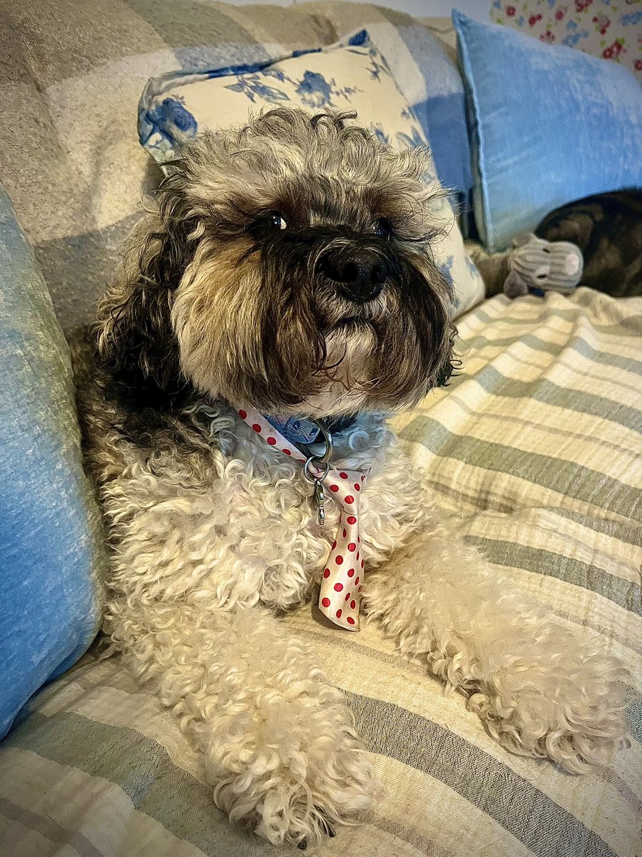 Malcolm & Baby Dog tweet media