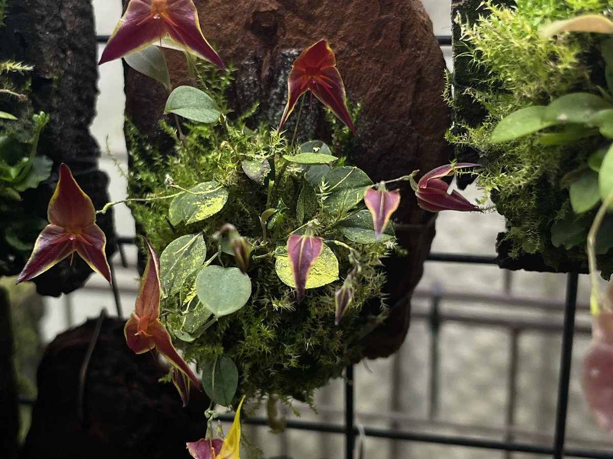 WILD WIND (@WILDWIND37) / Posts / X