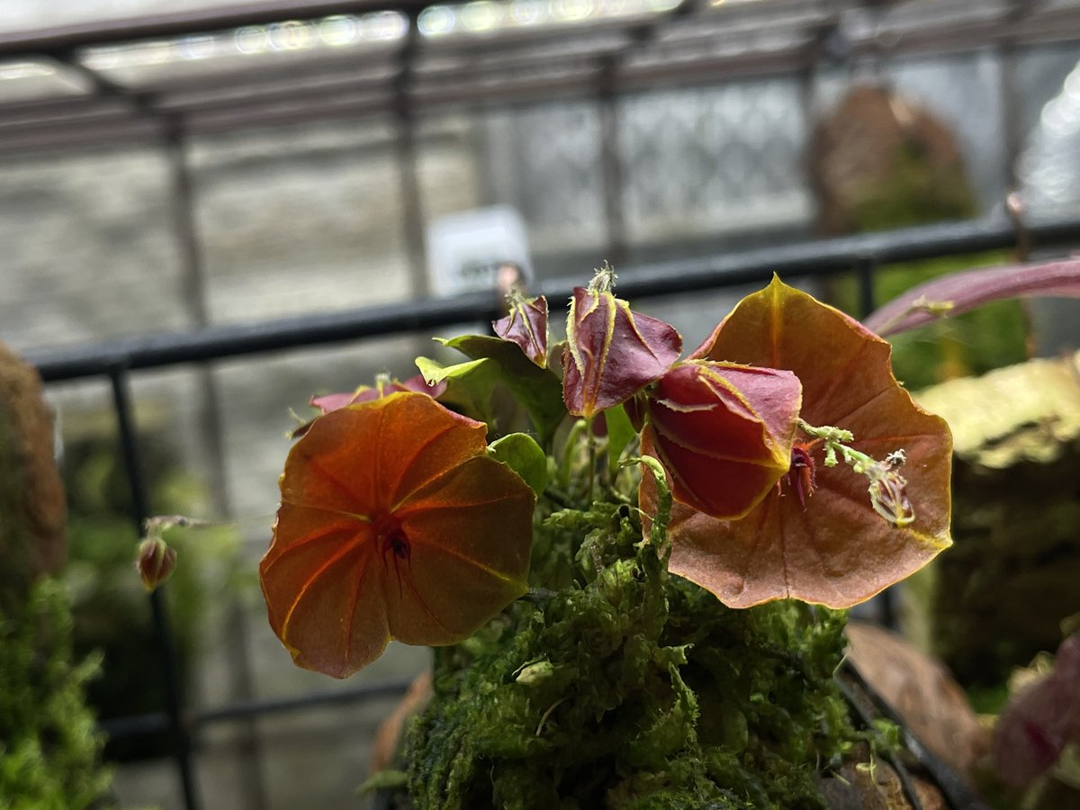 WILD WIND (@WILDWIND37) / Posts / X