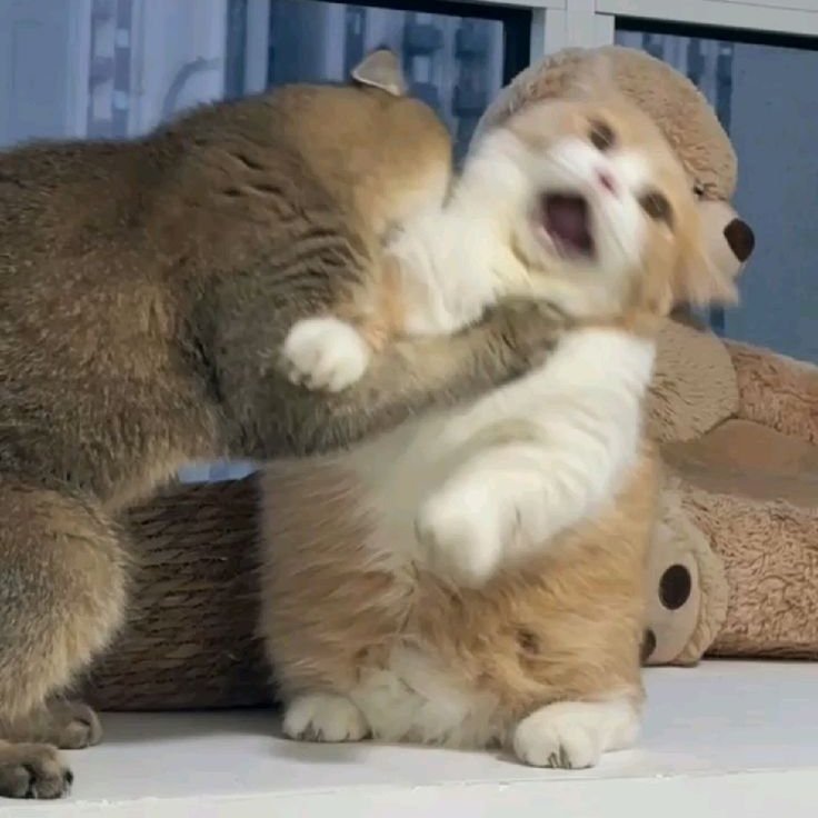 logan as cats tweet media