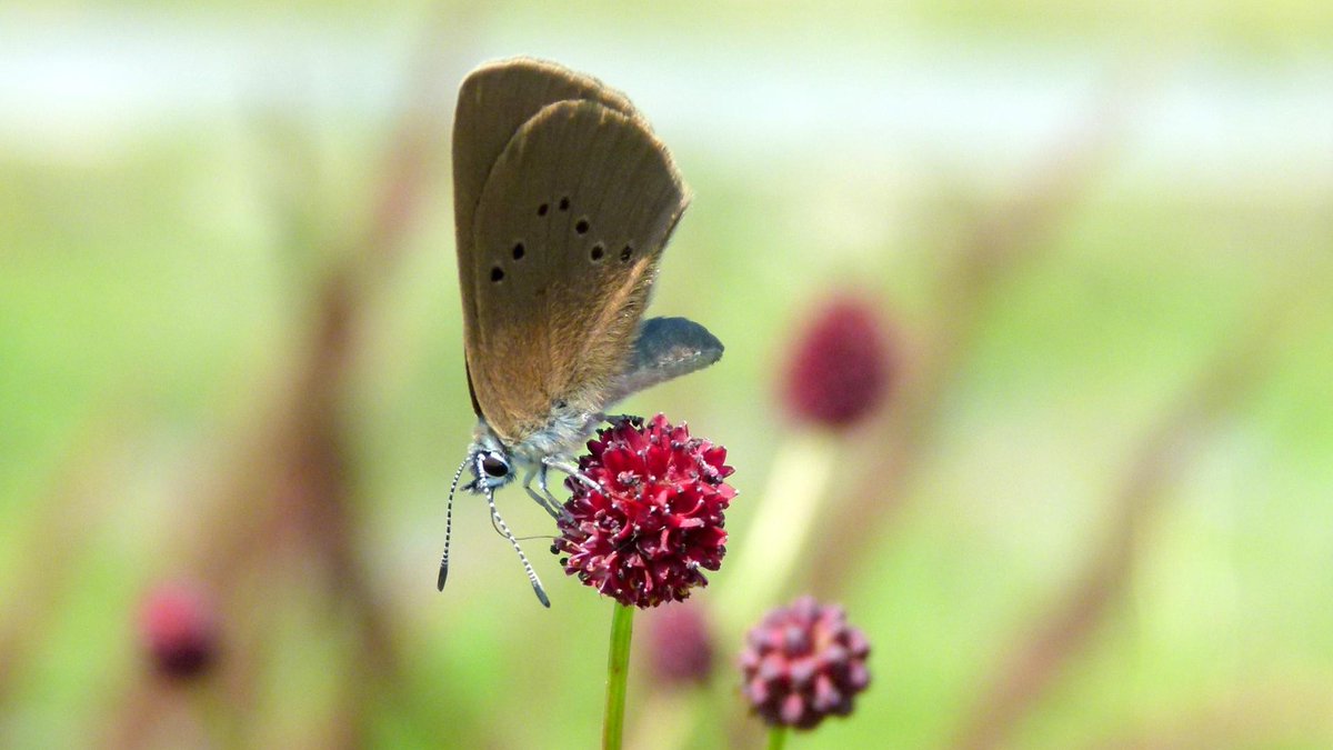 Celkem 11 pozemků v chráněném území přírodní památky Včelínské louky jsme převedli <a href="/aopkcr/">ochranaprirody_aopkcr</a>. Vyskytují se na nich ohrožené druhy rostlin a živočichů, jako např. modrásek bahenní. Převod umožní jejich efektivnější ochranu.

→ uzsvm.gov.cz/pozemky-od-uzs…