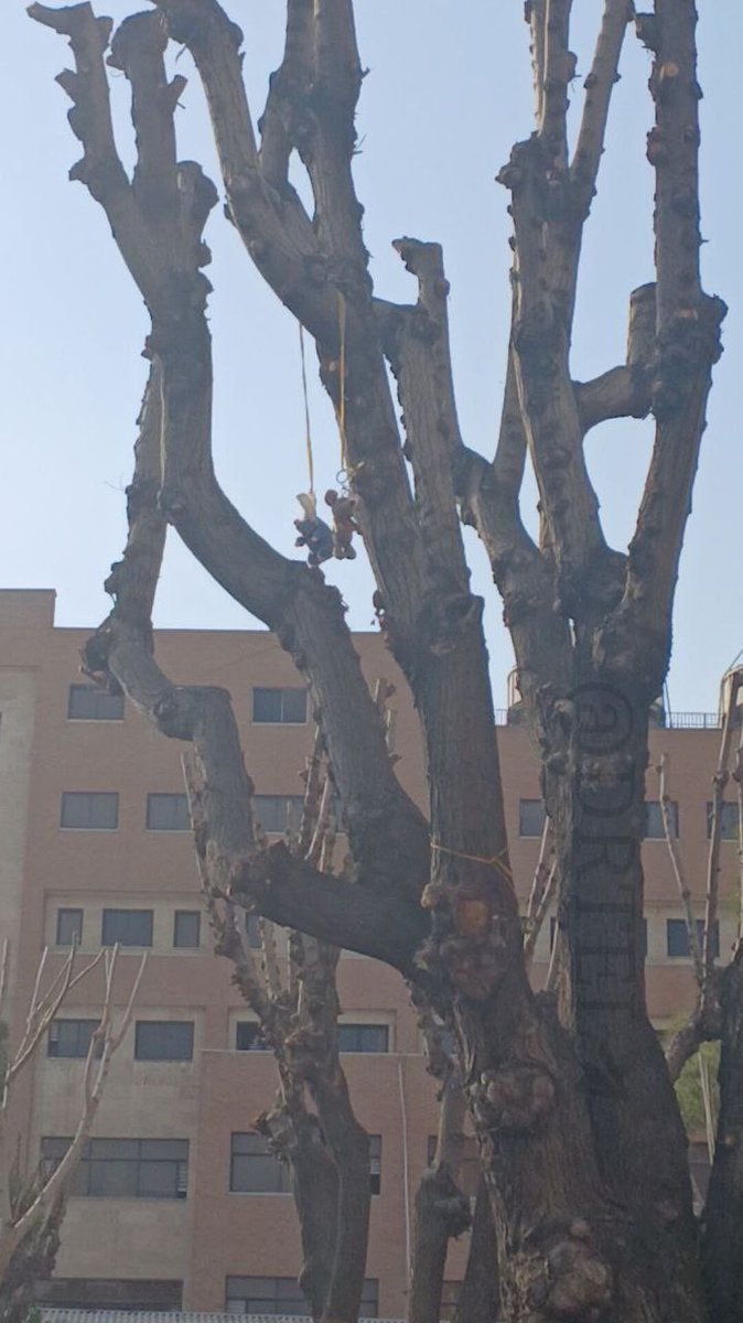 🇮🇷🕊️ ققنوس آریایی / MIGA# tweet media