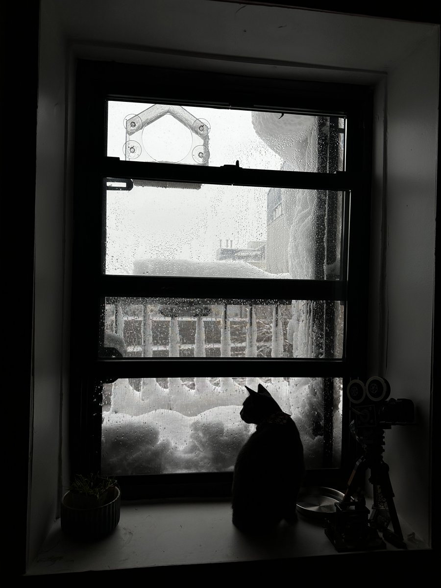 Angelik Laboy Torres tweet media