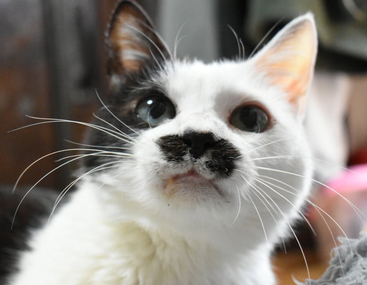 Raynor331's tweet photo. 🐱フレディ氏

#ファミリ〜にゃ〜ト大作戦
#ねこの日 #猫の日 https://t.co/RSiIyf0P8W