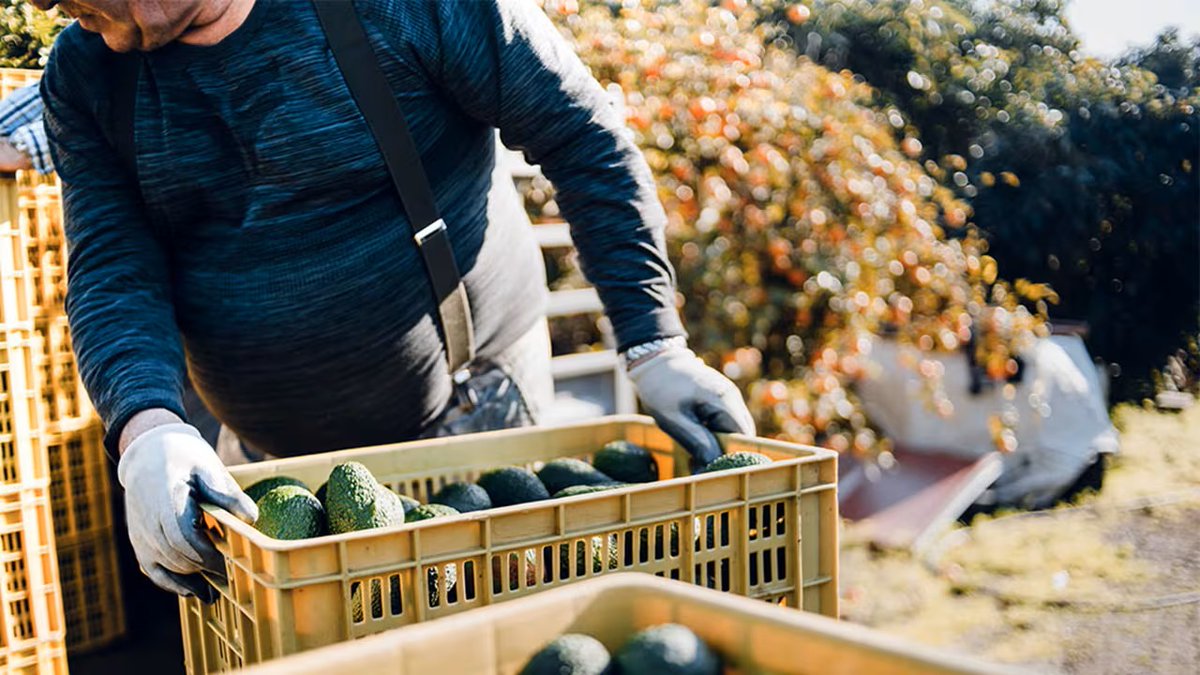 europawire's tweet image. Kenya’s Avocado Industry Set for Peak Season Boost Through Maersk Logistics and Training Initiatives news.europawire.eu/maersk-strengt…

@Maersk #supply_chain #Kenya #avocado #exports #agricultural #partnership #sustainability