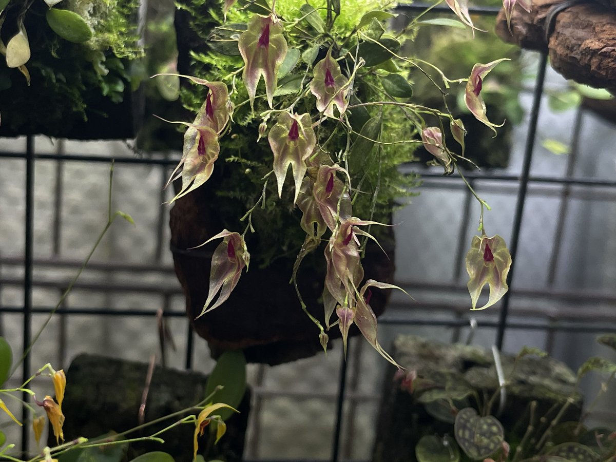 WILD WIND (@WILDWIND37) / Posts / X