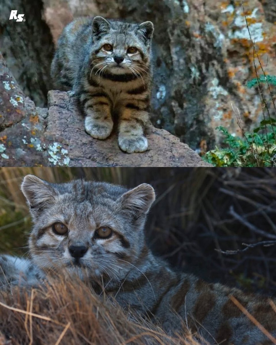 ANDEAN MOUNTAIN CAT IS A SMALL AND EXTREMELY RARE WILD CAT