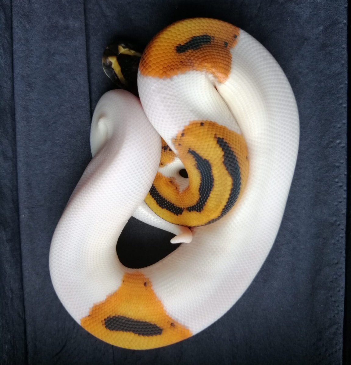 Maciej Turski tweet media