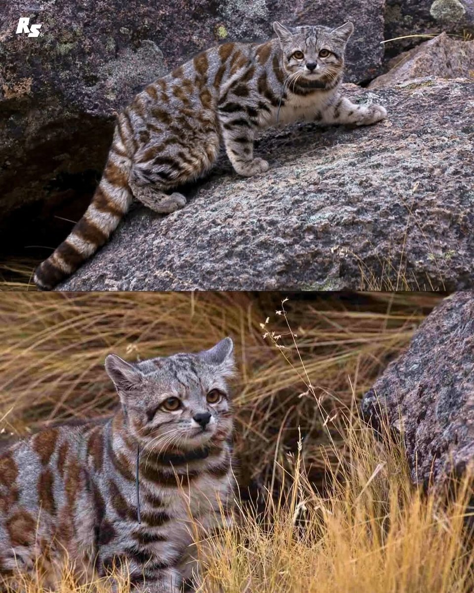 catsareblessing's tweet photo. ANDEAN MOUNTAIN CAT IS A SMALL AND EXTREMELY RARE WILD CAT https://t.co/X2NvFAyhUf