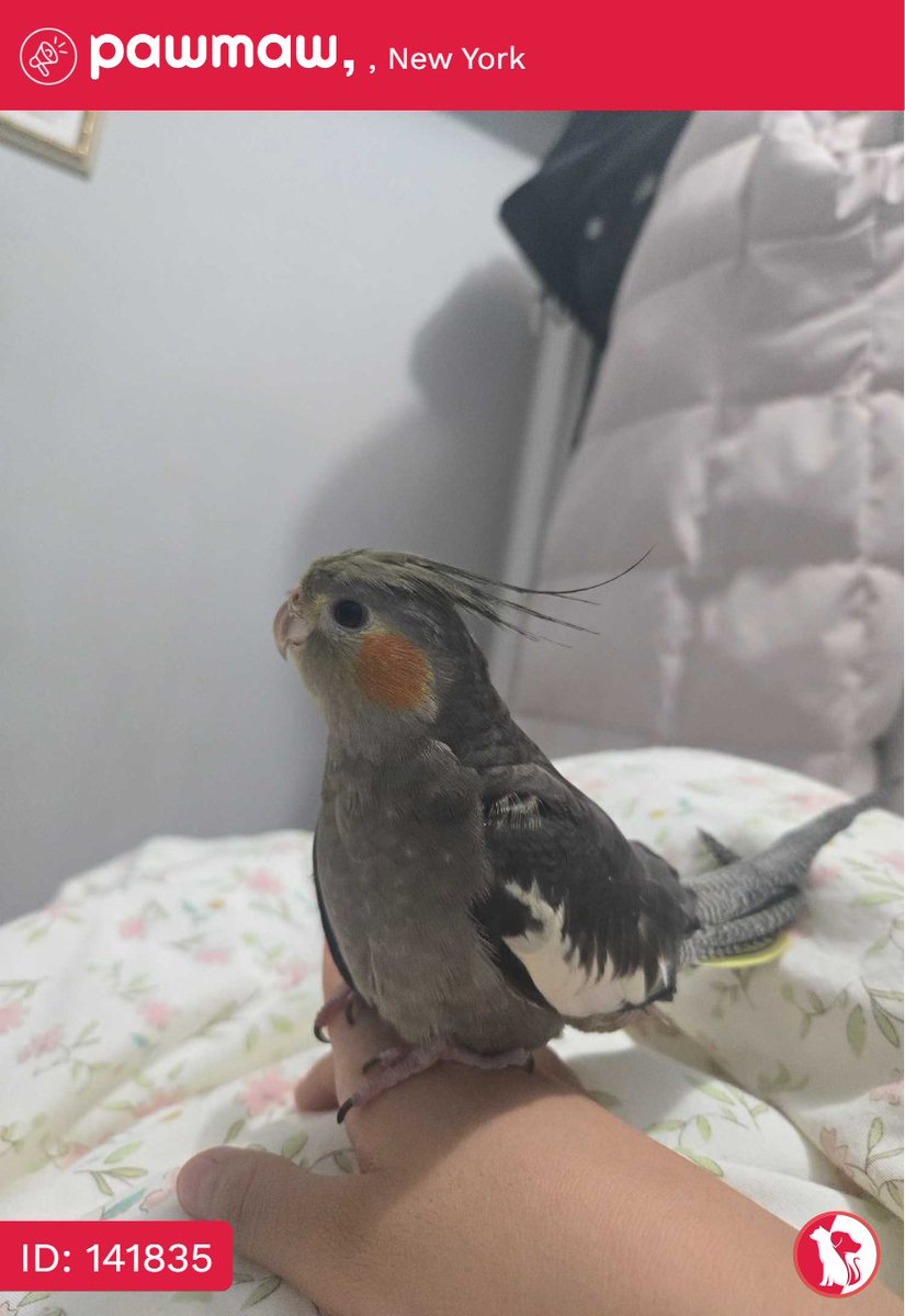 PawMawOfficial's tweet image. Rosie - Lost Bird in New York, 11368

More Details:
pawmaw.com/lost-rosie/141…

#pawmaw
#LostDog #LostPet
#MissingDog #LostCat
#LostPetFlyer #FoundPet