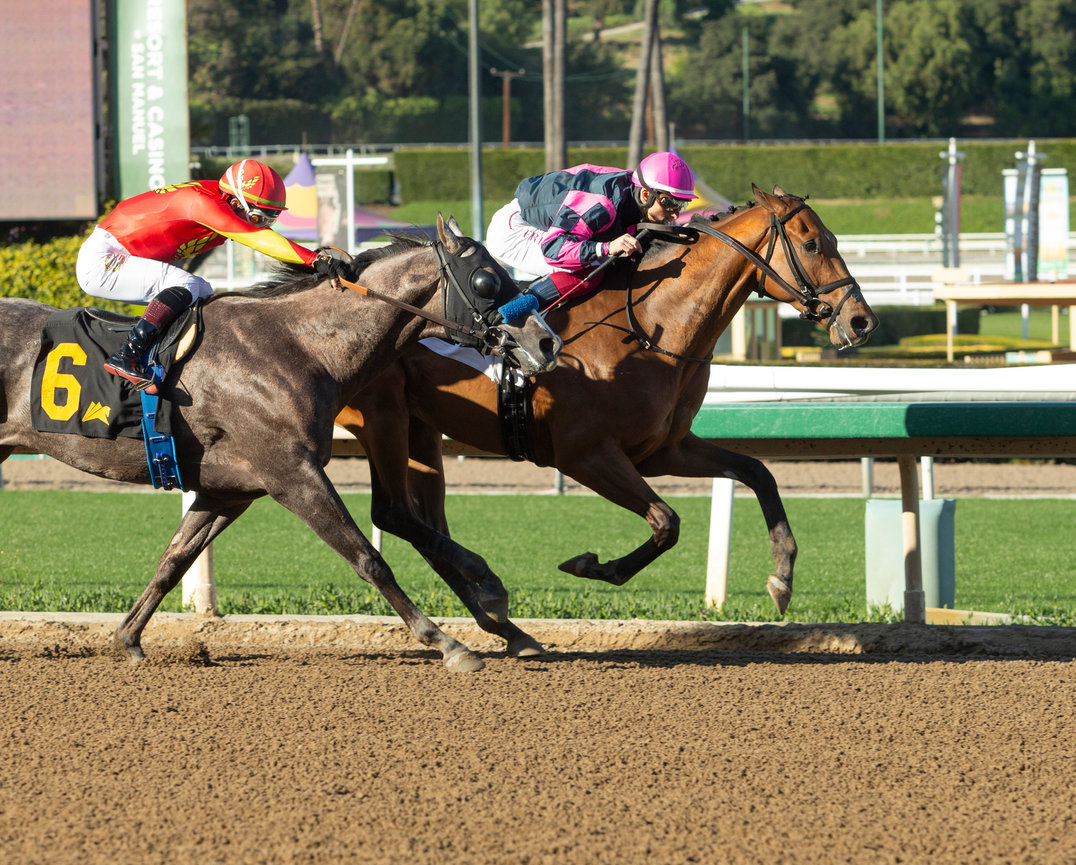 EliteRaceSales's tweet photo. Available for inspection @santaanitapark | Barn 5⃣9⃣

SHARONS BEACH (Hip 7 @FasigTiptonCo Feb Digital) exited his win on Friday in good order for @ThomasStables.🤳 get in touch today to set up an inspection ➡️ bidding closes Tuesday, Feb-24 (tomorrow!)...

https://t.co/0h8cNBaG4W https://t.co/ELftQQlR0X