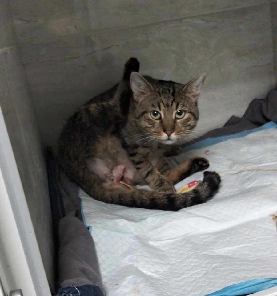 Клініка зробила підтримуючий збір у себе, тож операція малого сплачена, але попереду ще стаціонар, реабілітація, якісне годування, контрольне обстеження та вакцинація..🥹💔
Але ж подивіться на цю царську вредну морду, цей жук поки що не хоче їсти самостійно, тому доводиться