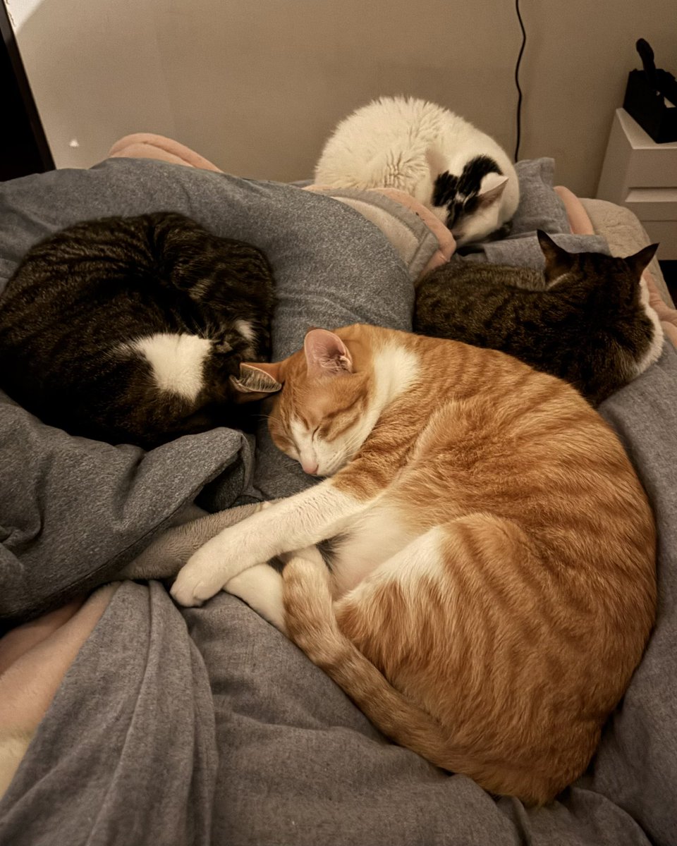 おやすみなさい💤
また明日ぁ〜🐱