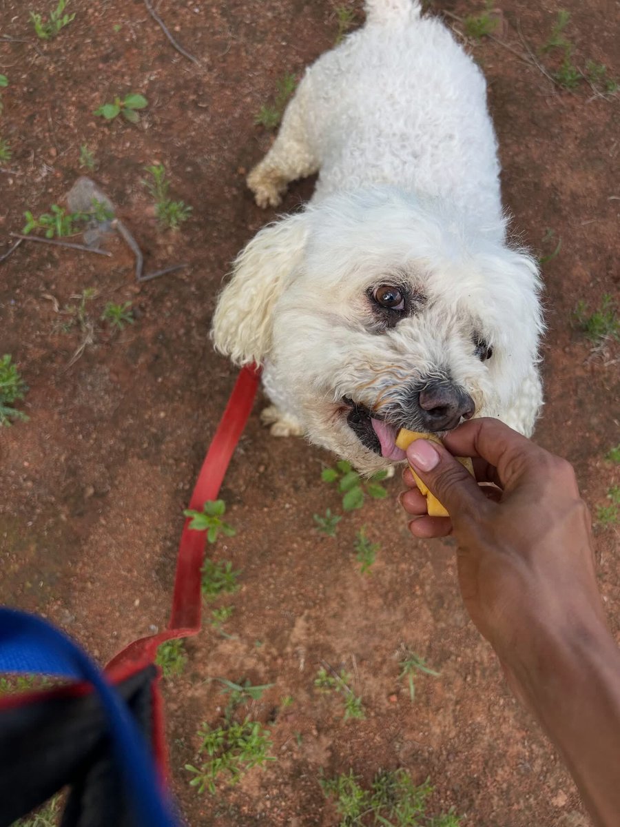 DogDenMmokolodi's tweet image. Daisy &amp;amp; Spud 🐾
Just the sweetest old couple 🥺😅🥰
#maltese #chiuhuahua #holiday #kennel #gaboronebotswana #thedogdenmmokolodi_k9