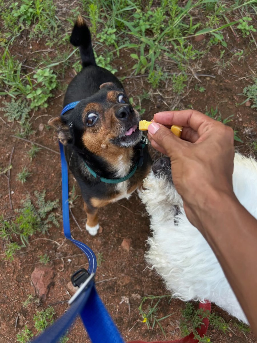 DogDenMmokolodi's tweet image. Daisy &amp;amp; Spud 🐾
Just the sweetest old couple 🥺😅🥰
#maltese #chiuhuahua #holiday #kennel #gaboronebotswana #thedogdenmmokolodi_k9