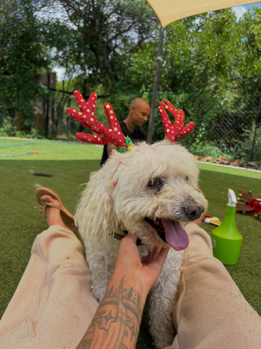 DogDenMmokolodi's tweet image. Daisy &amp;amp; Spud 🐾
Just the sweetest old couple 🥺😅🥰
#maltese #chiuhuahua #holiday #kennel #gaboronebotswana #thedogdenmmokolodi_k9