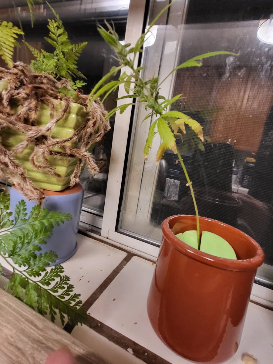 bandit420ca's tweet photo. No food, barley watered, from seed. No soil. Now let's get it to harvest in Oct. This was my entry in the 2025 #fuckcancer #funpot
You can survive, worst ever, seem bad, but fight , get help, and like this plant ,who i hope to enter in 2026 #funpot event. π―β€οΈπ± π https://t.co/kL2ae6Aayn