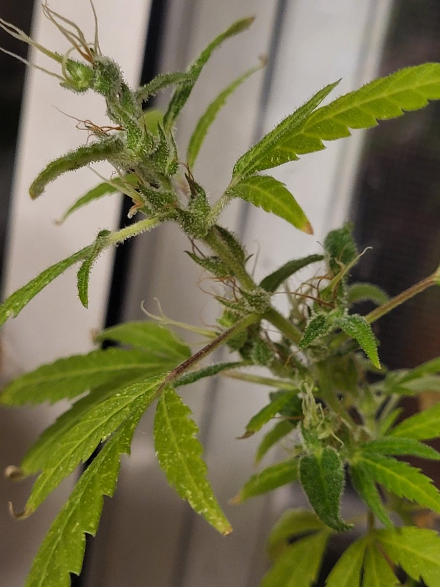 bandit420ca's tweet photo. No food, barley watered, from seed. No soil. Now let's get it to harvest in Oct. This was my entry in the 2025 #fuckcancer #funpot
You can survive, worst ever, seem bad, but fight , get help, and like this plant ,who i hope to enter in 2026 #funpot event. π―β€οΈπ± π https://t.co/kL2ae6Aayn