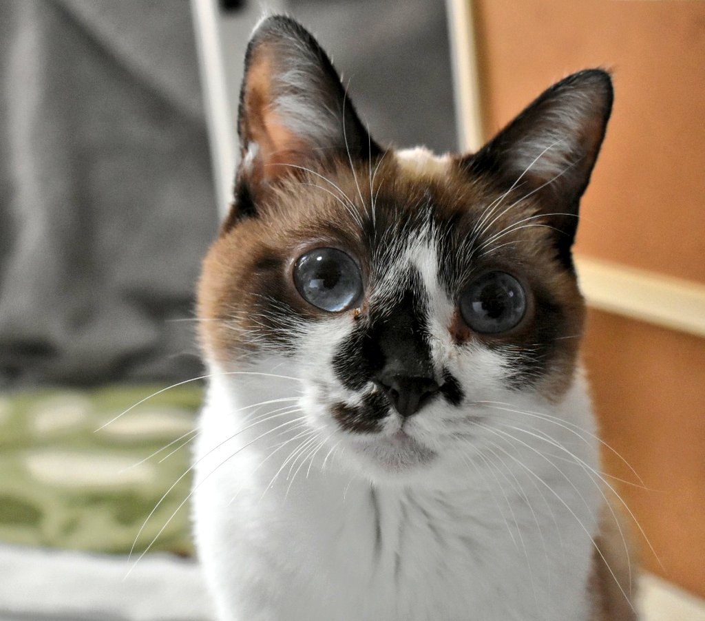 Raynor331's tweet photo. 🐱めいちゃん

#ファミリ〜にゃ〜ト大作戦
#ねこの日 #猫の日 https://t.co/NuXLiYvCUS