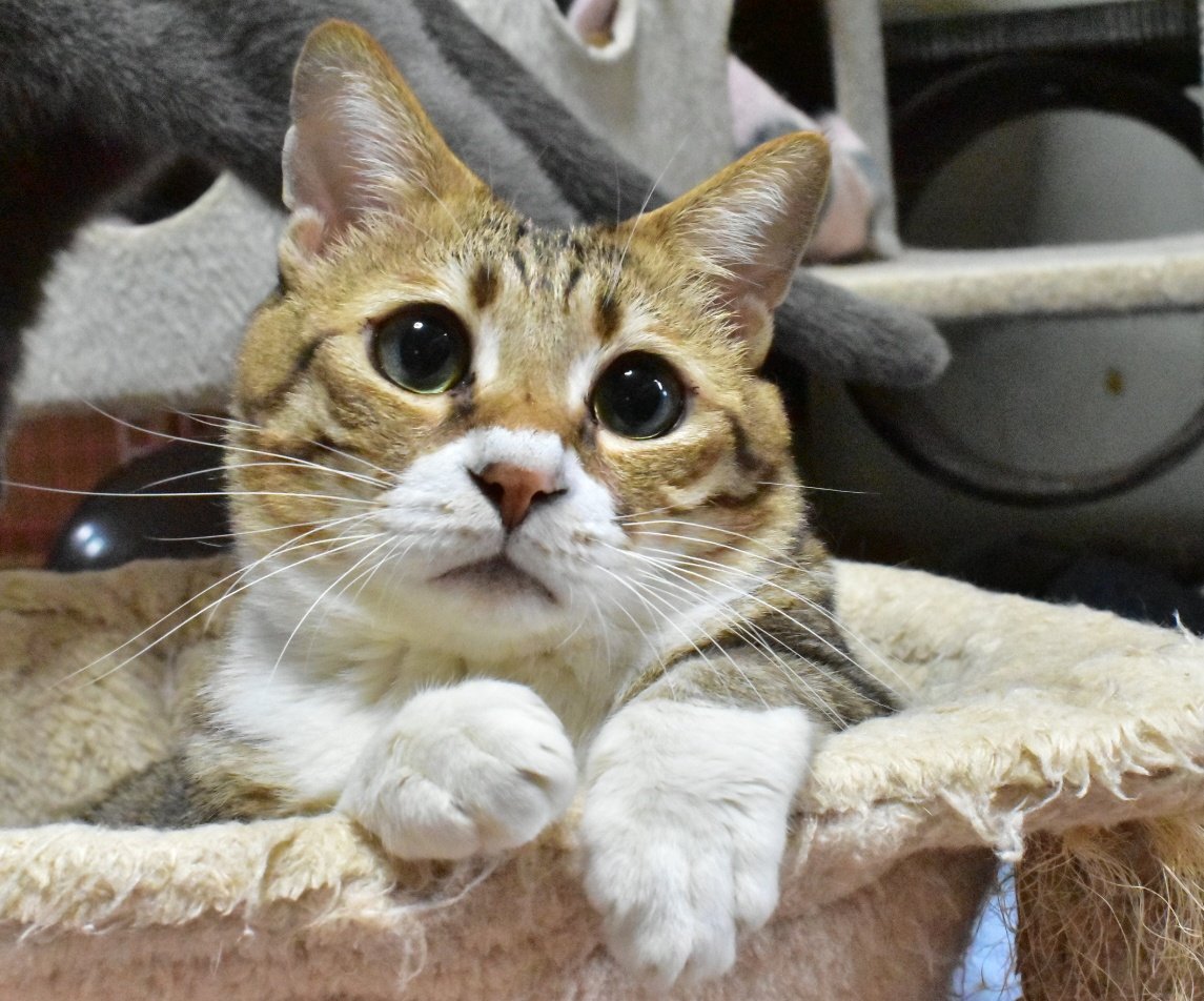 Raynor331's tweet photo. 🐱ぴおりむくん
#ファミリ〜にゃ〜ト大作戦
#ねこの日 #猫の日 https://t.co/vntBiaM4Nw