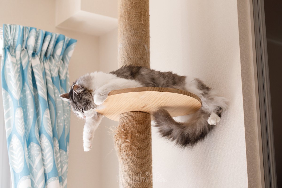 今日は暖かかったからか久々に猫がキャットタワーで溶けてた🫠
可愛いねぇ🥰

ところで胃痛が酷くなって4日ぐらい経つ❤‍🩹
薬も全然効かない😭
タカアンドトシのトシの写真が生理痛に効くみたいな、胃痛に効く魔法誰か知りませんか‥(۳˚Д˚)۳