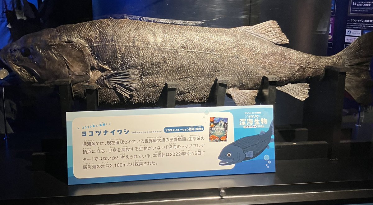 クソデカいわひらのHO鰯はヨコヅナイワシ