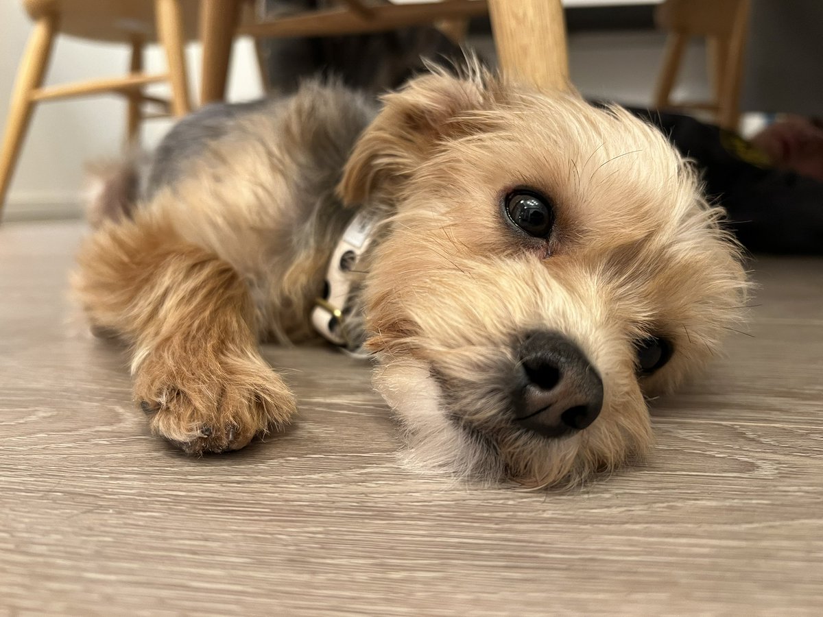 犬がいるって幸せだなー」 今朝息子がつぶやいた一言。一緒に暮らし