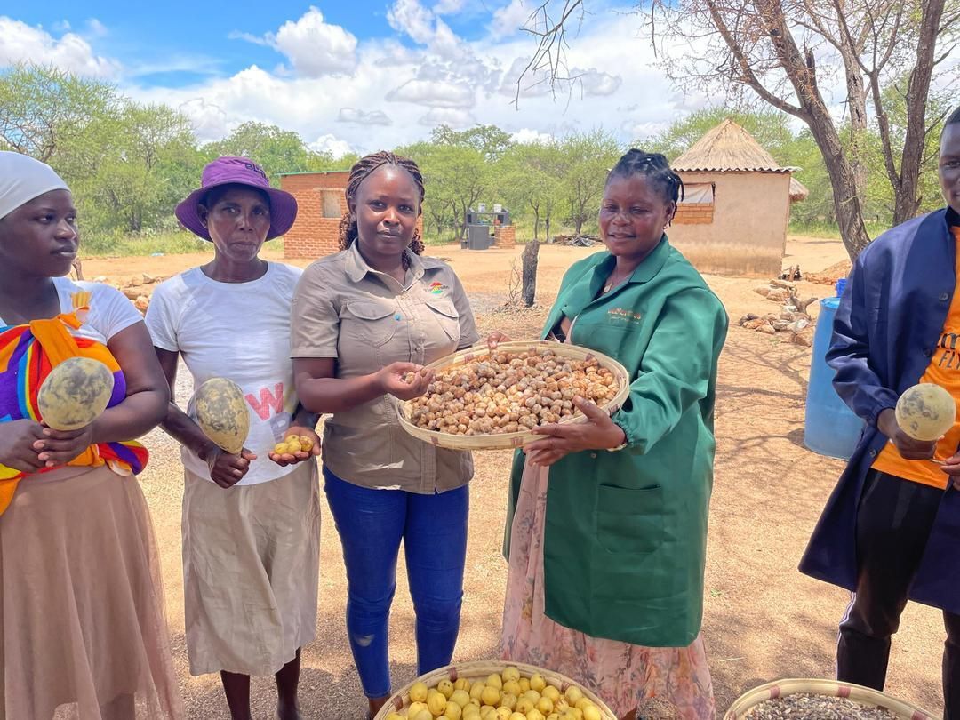 ZimTradeAlerts's tweet photo. Our theme lives beyond the #EXCON25 event!
We are "Rooted Locally and Growing Globally!" by promoting heritage-based exports and unlocking rural economic potential.
Pictured below is a group in Chapanduka, Buhera, who are working with indigenous products such as baobab, mapfura, nhengeni, zumbani, and resurrection bush. With the help of #ZimTrade, they will learn skills to value-add these resources into powders, oils, coffee, and teas, and export to potential markets like China!
#EnergizingExports