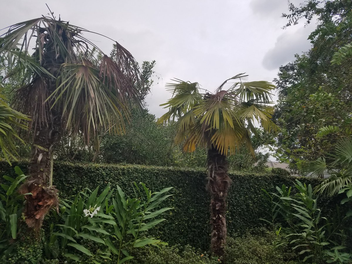 LSU AgCenter tweet media