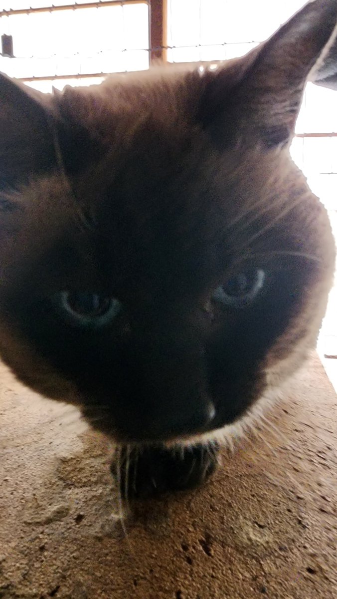 IDOL_katan's tweet photo. 18年間連れ添ってくれた愛猫が虹の橋を渡りました。
平均寿命よりは生きてくれたし、猫っぽくない鳴き方で笑わしてくれたり……いい思い出だよ。
向こうでも元気でね。
今日だけは……悲しませてくれよ https://t.co/fRJ4irYX77