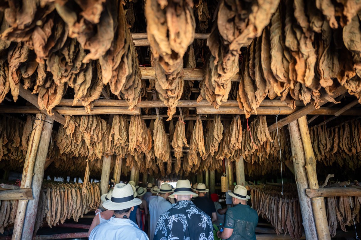 Mitchell Orchant tweet media