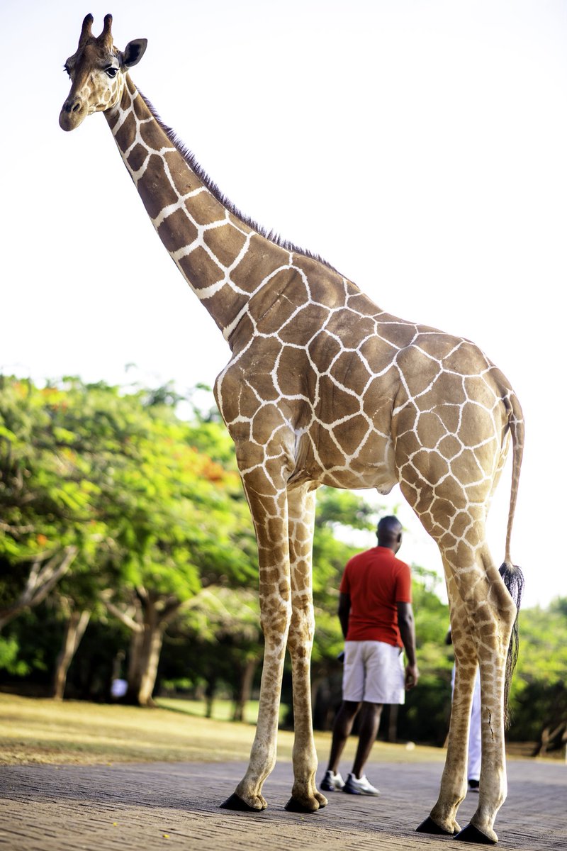 AndybernieP's tweet photo. Giraffe vs Human https://t.co/ZIq16Y68Qc