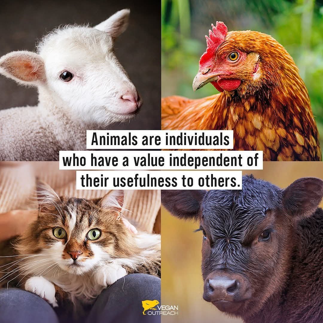 Why Aren't You Vegan? tweet media